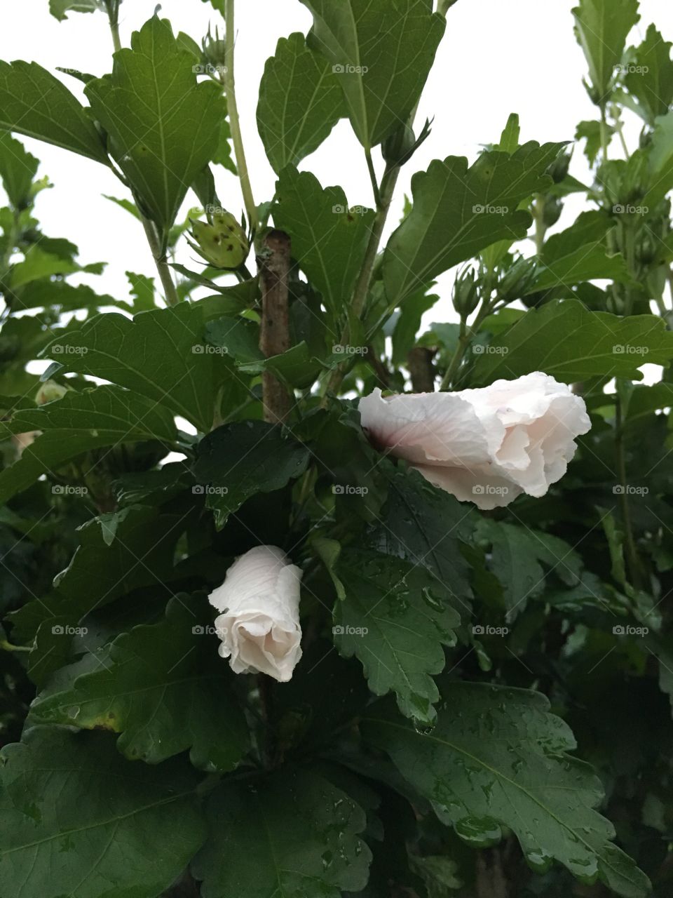 White Hibiscus after the rain 