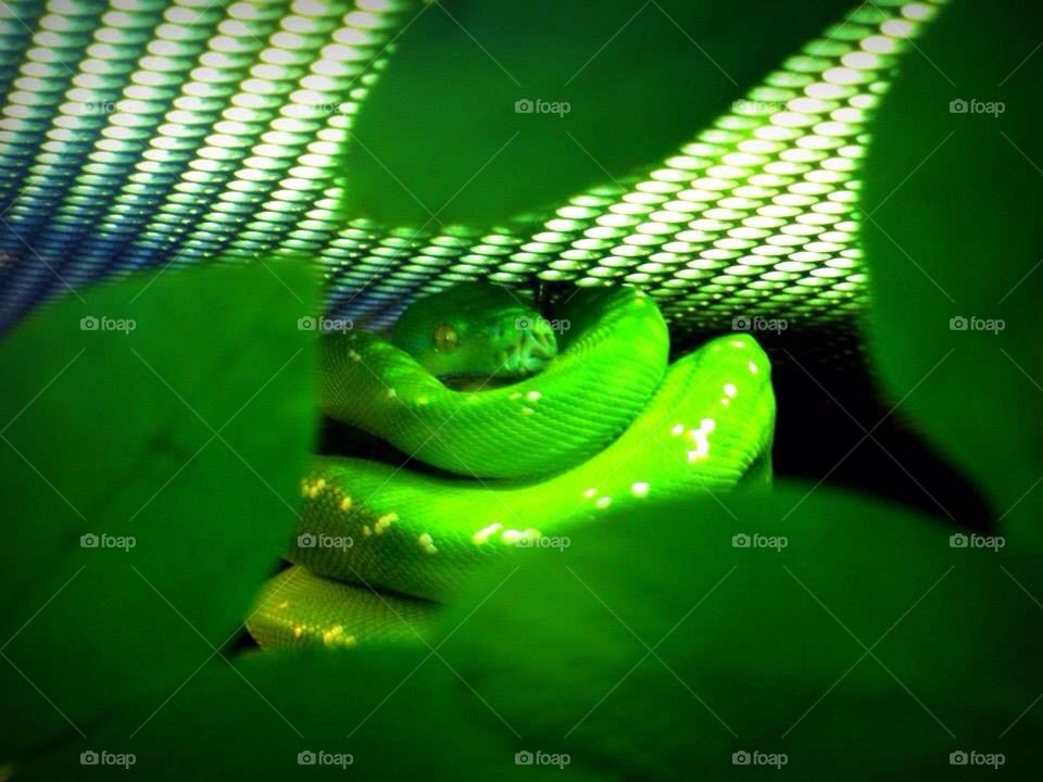 Green Snake