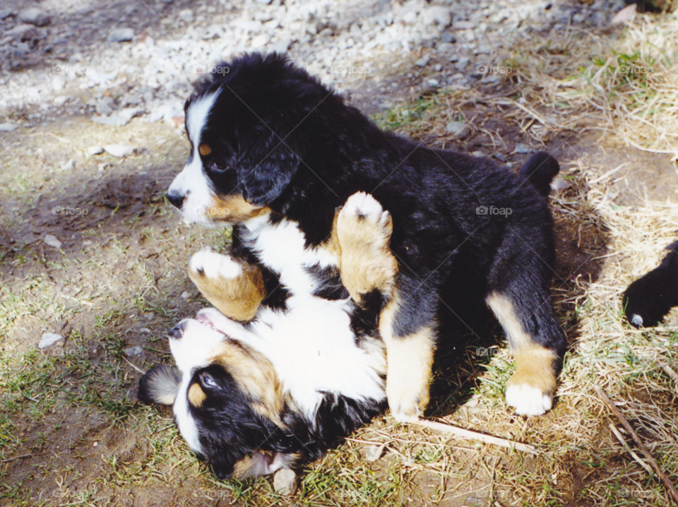 dog animal pet puppies by MagnusPm