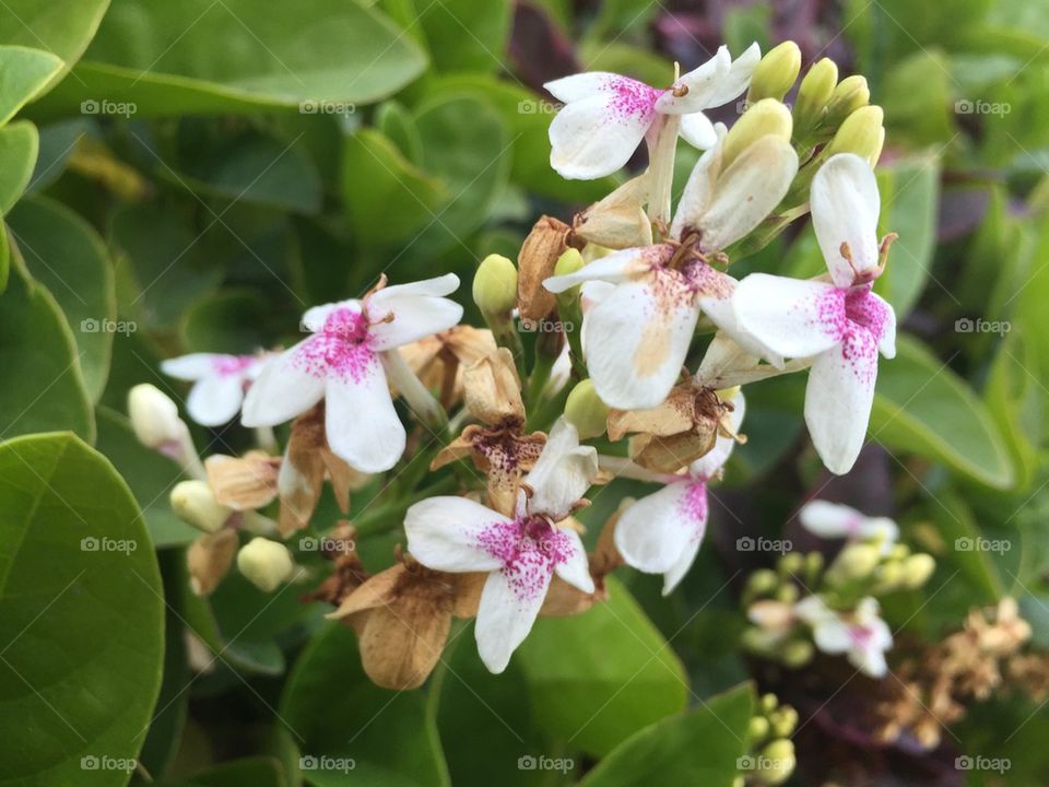 White flowers