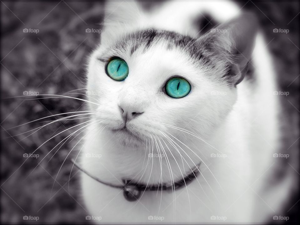 Simon the cat.  Yes, those eyes are real and true to his colour.  Cats make wonderful companions!
