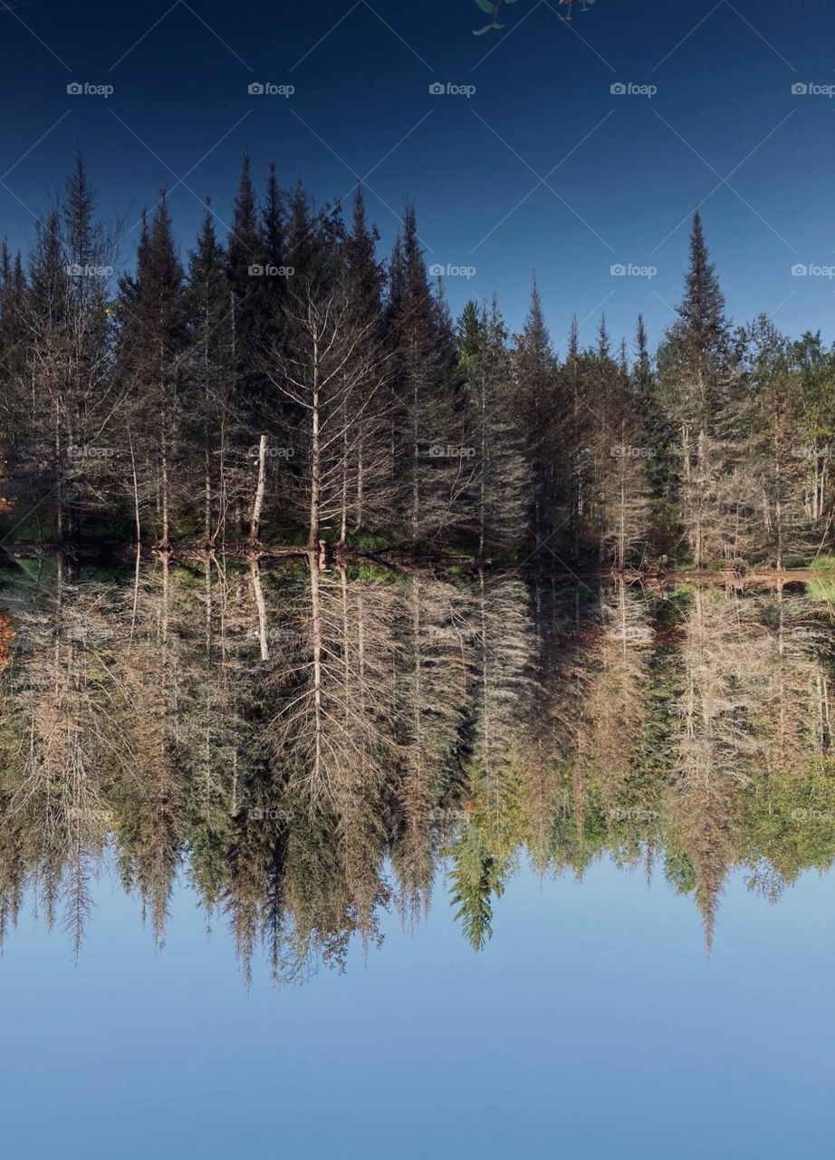 Trees reflected on the water