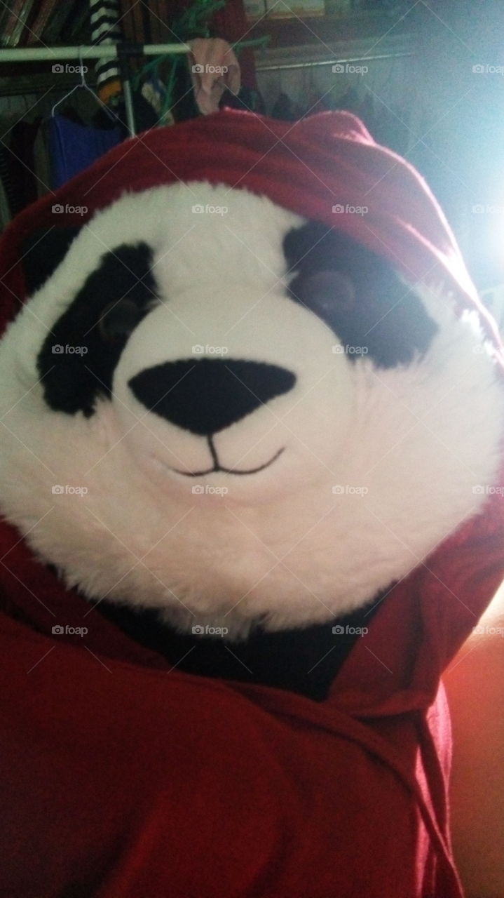 Close up panda