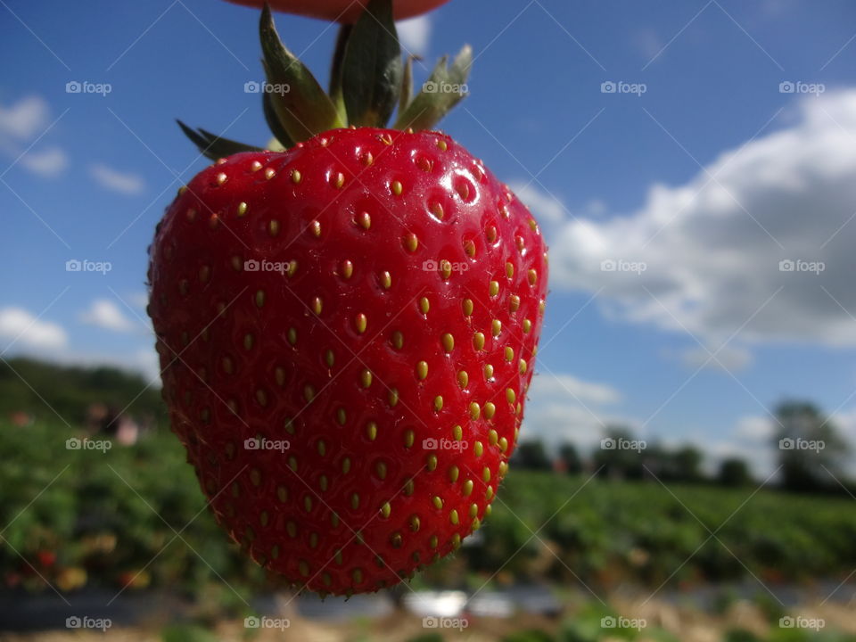 syrawberry in macro