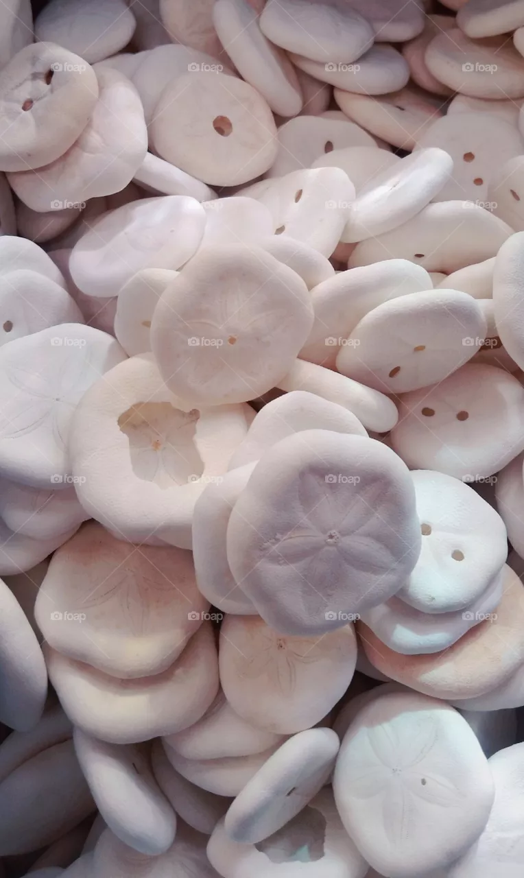 Seashell 4