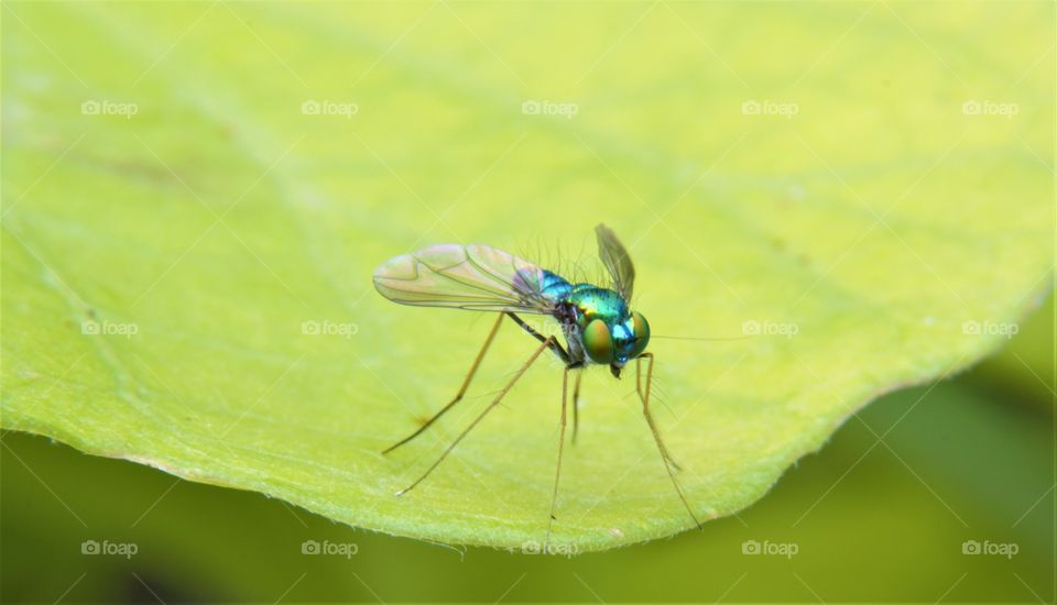 Chrome Blue Long Legged Fly