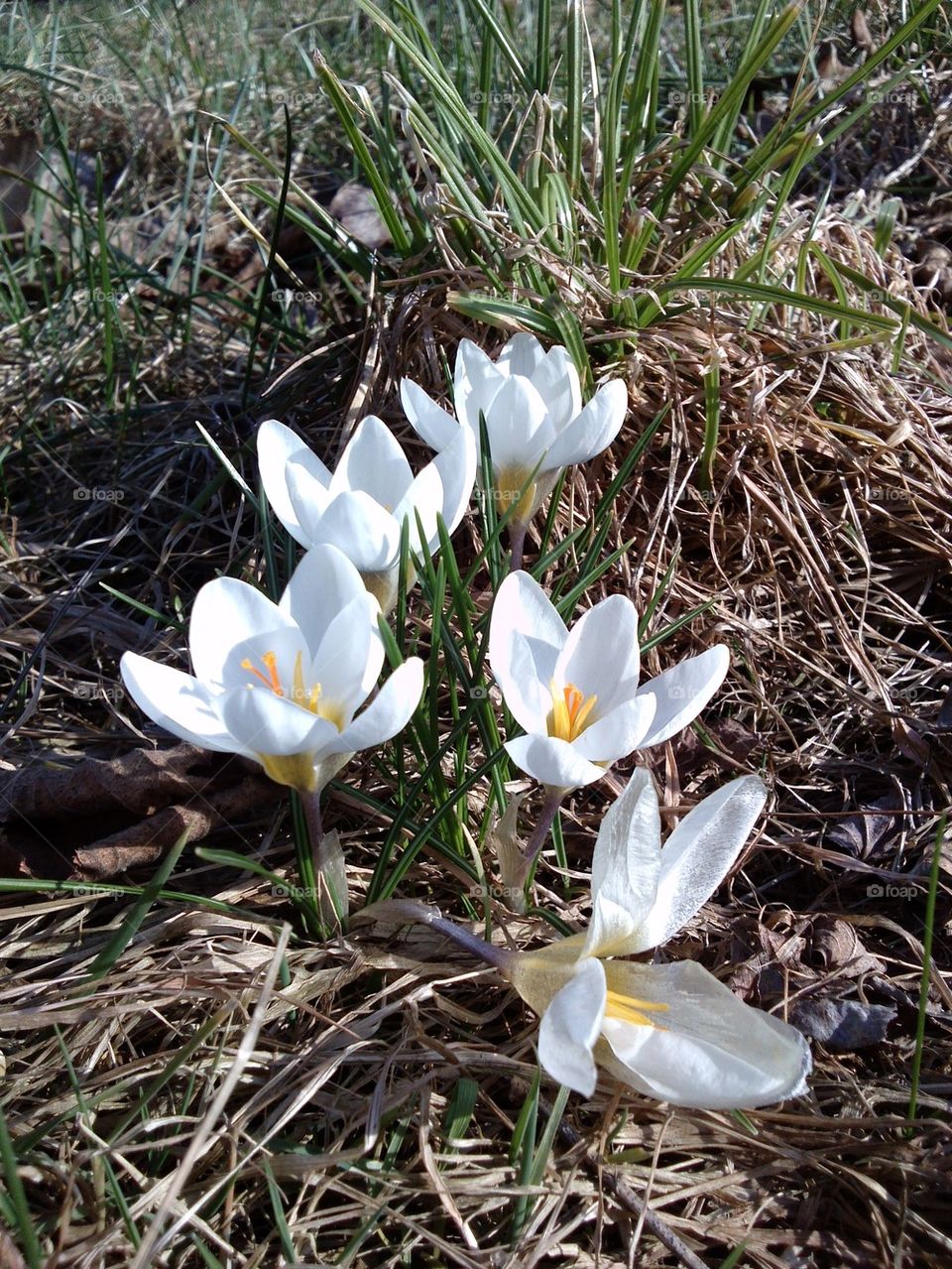 spring flowers