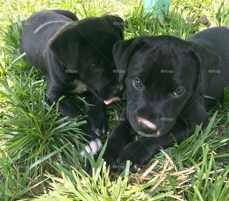 Black Lab Puppies in Grass