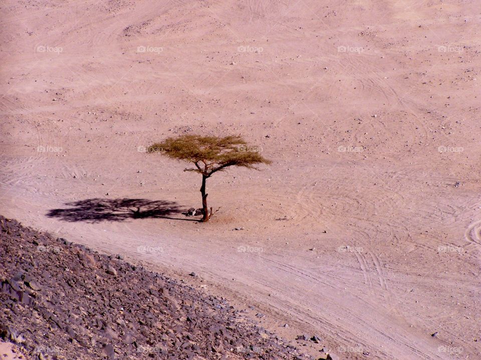 Desert tree