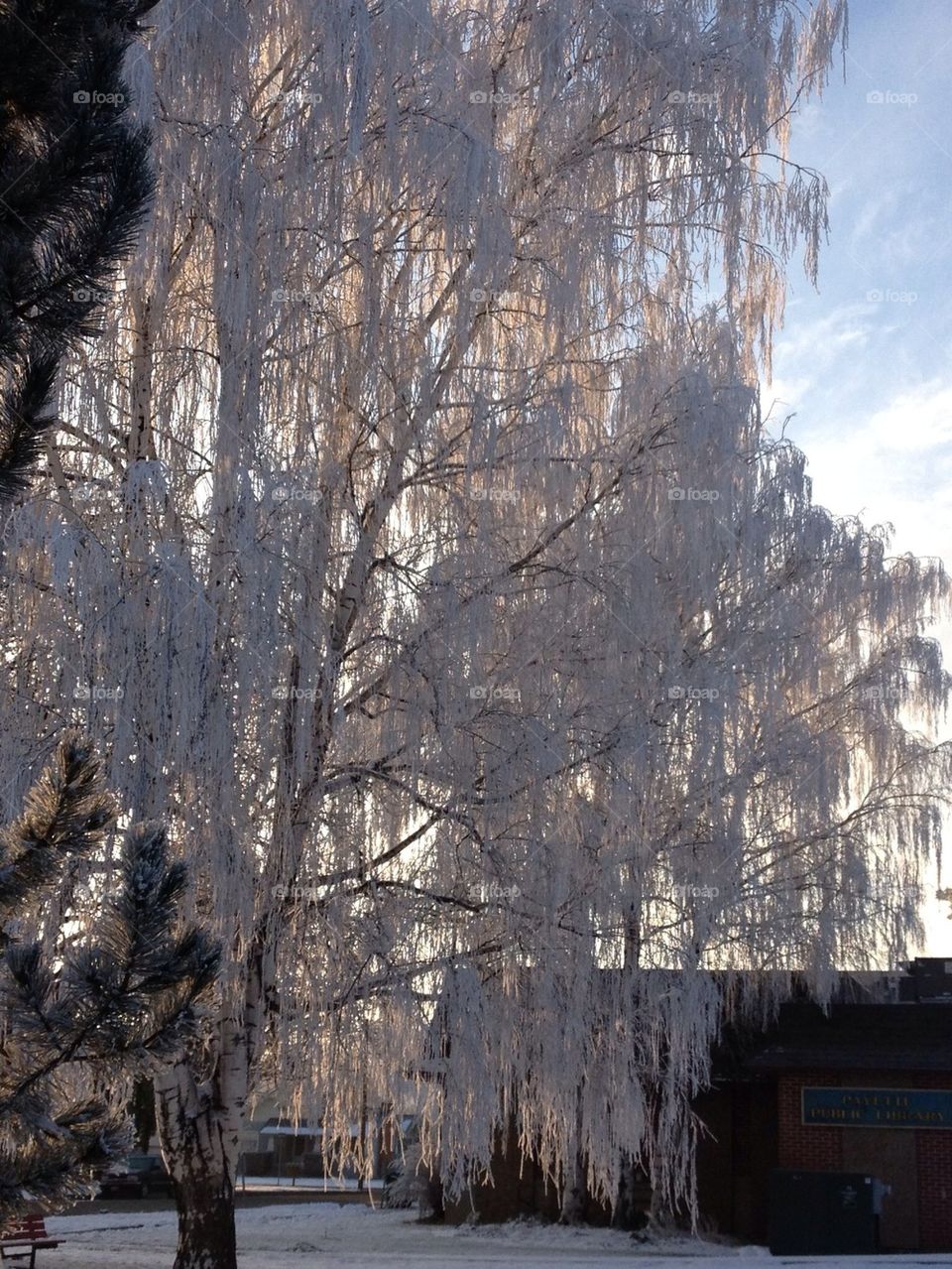 Frost at sunrise