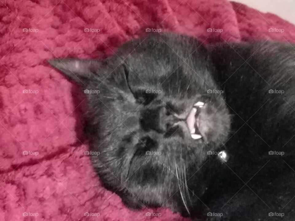 vampire cat