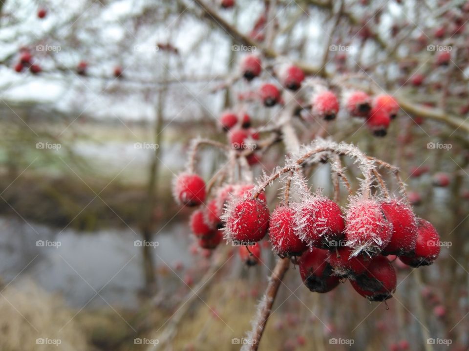 red fruits in the winter