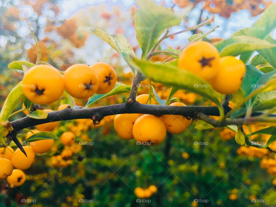 Плоды природы