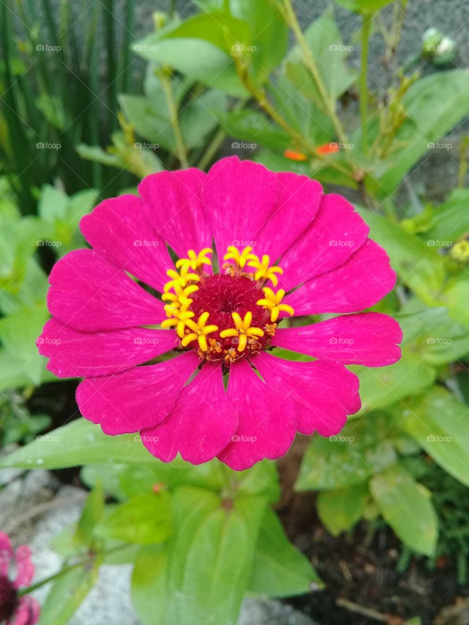 FOAP MISSIONS - pink!🌹 🇺🇸 Very beautiful flowers to brighten our day.  Live nature and its beauty. Did you like the delicate petals? / 🇧🇷 Flores muito bonitas para alegrar nosso dia. Viva a natureza e sua beleza. Gostaram das pétalas delicadas? 