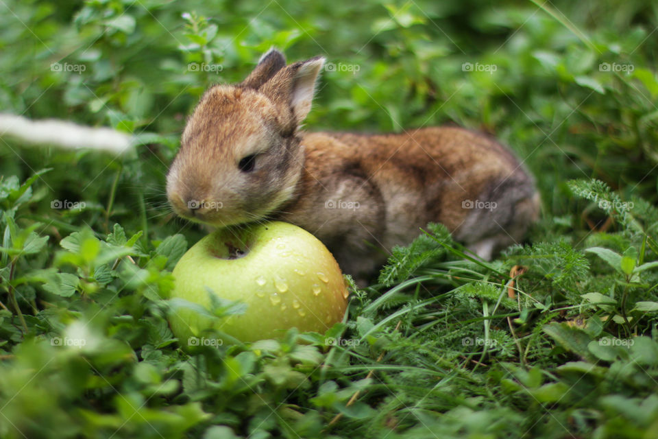 Rabbit with an apple 