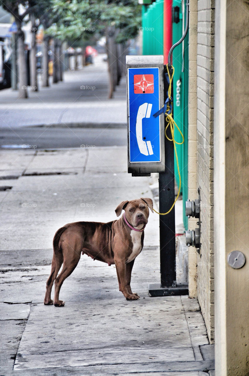 city dog animal california by binaryblogger