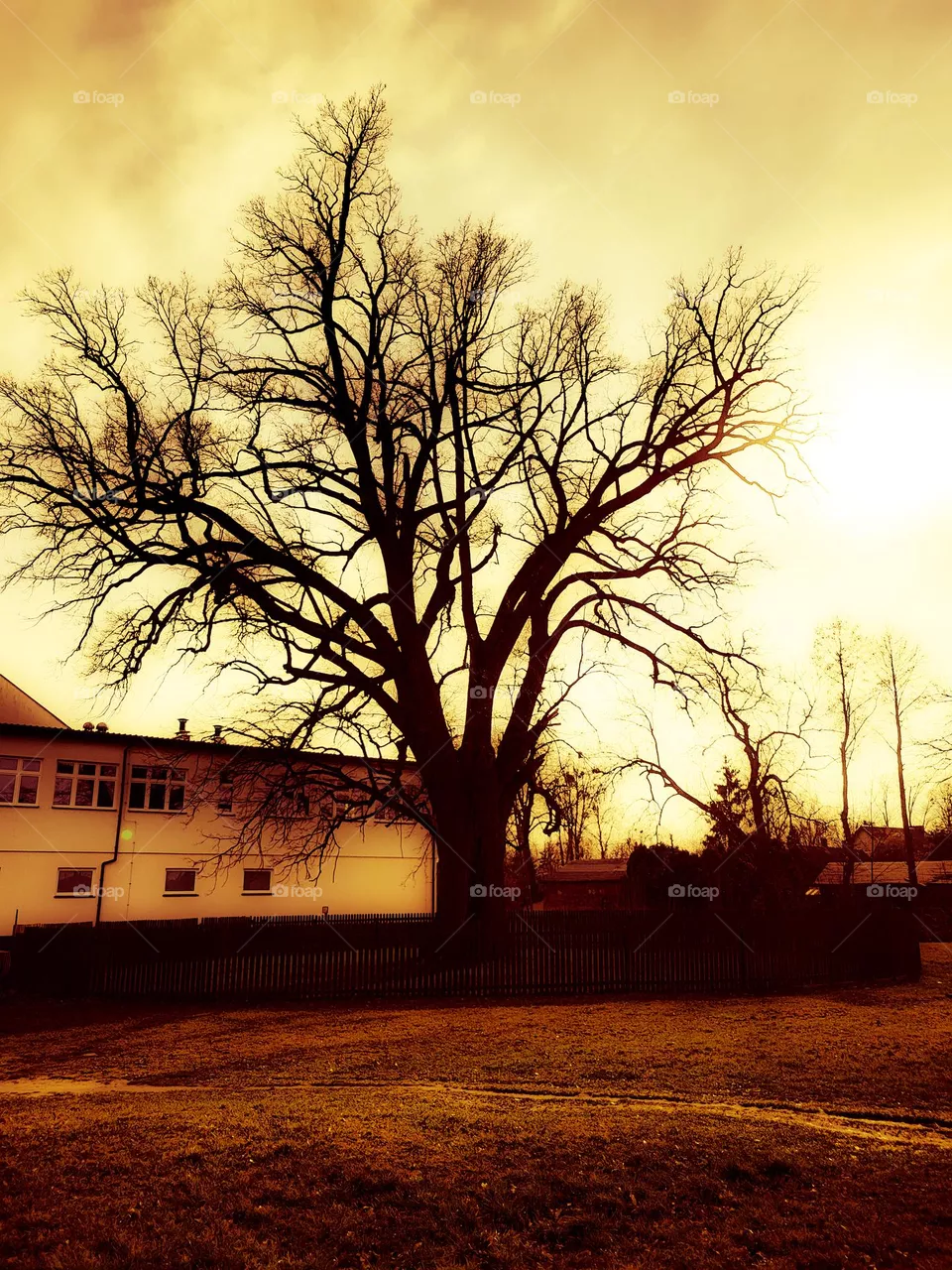 tree