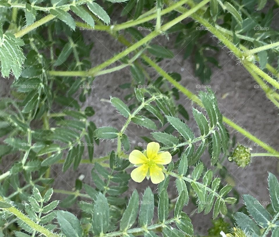 A small yellow flower in growing from green plants. 