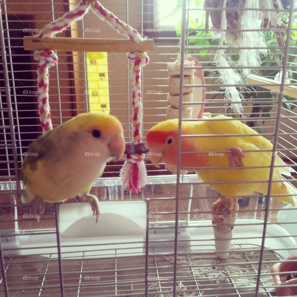 lovebirds hanging out in their cage