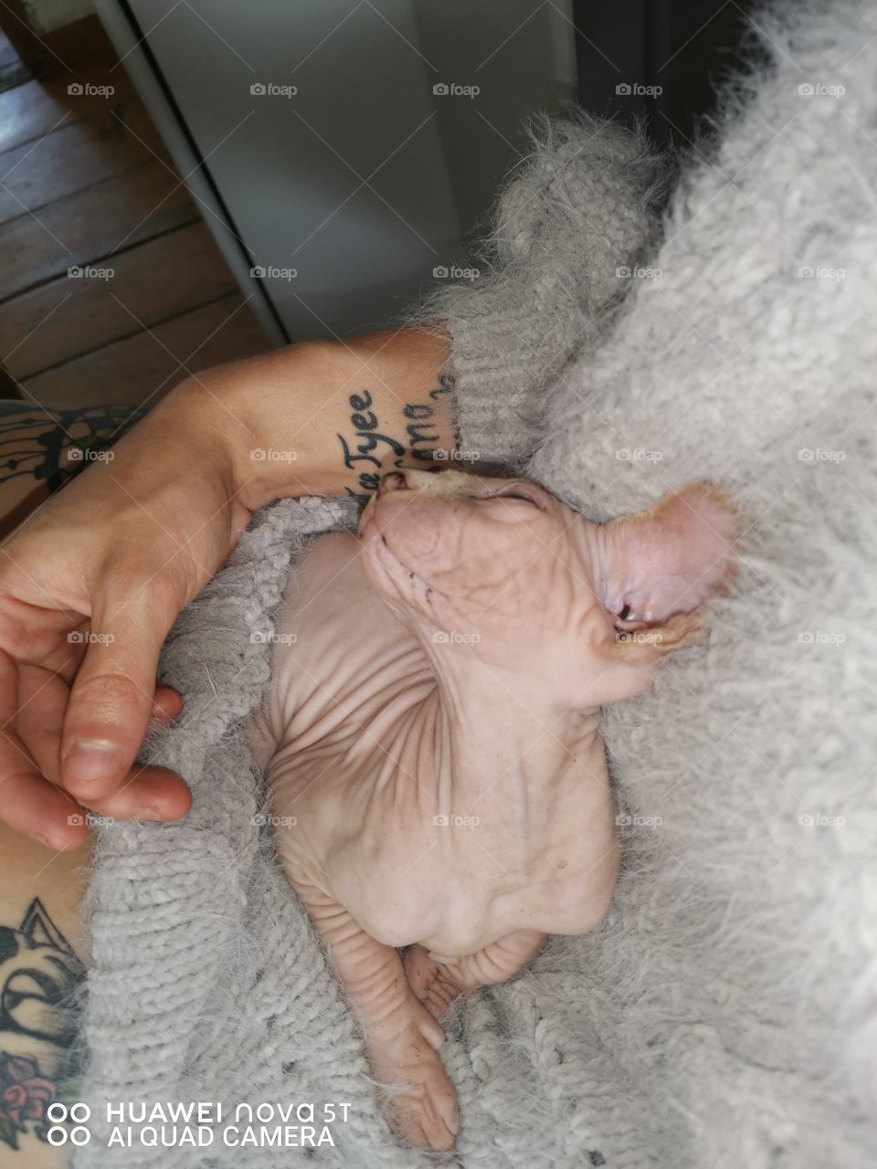 Cream baby boy sphynx 2,5 months old