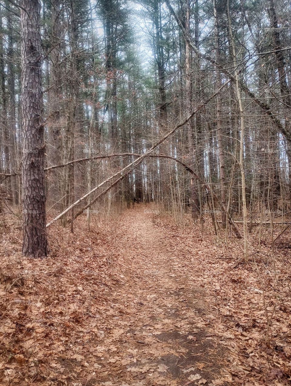 Woodland Path