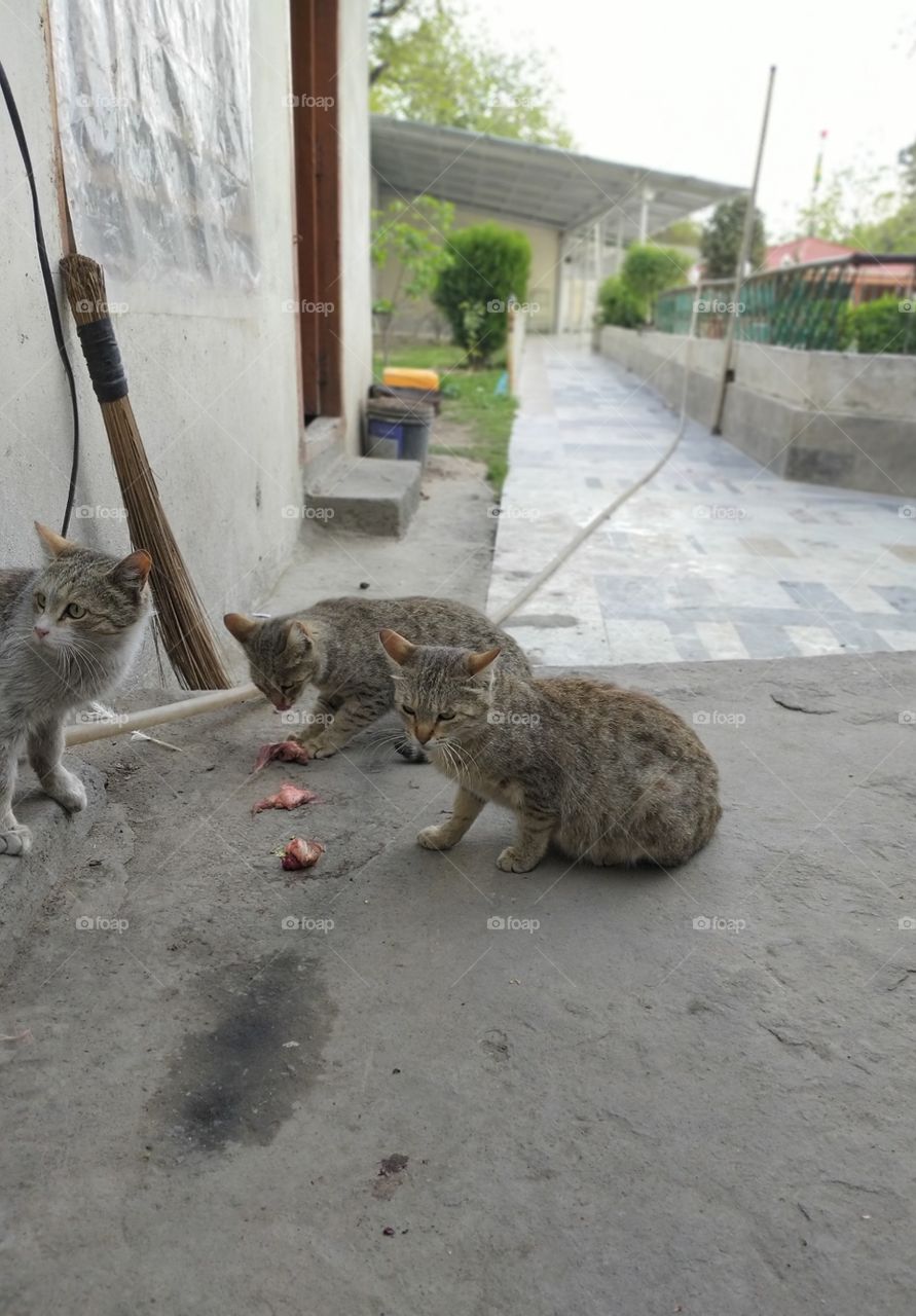 threes cats eat a meet