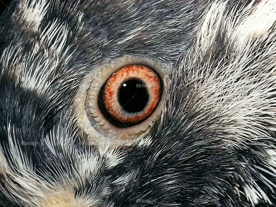 Pigeon Eyes closeup picture