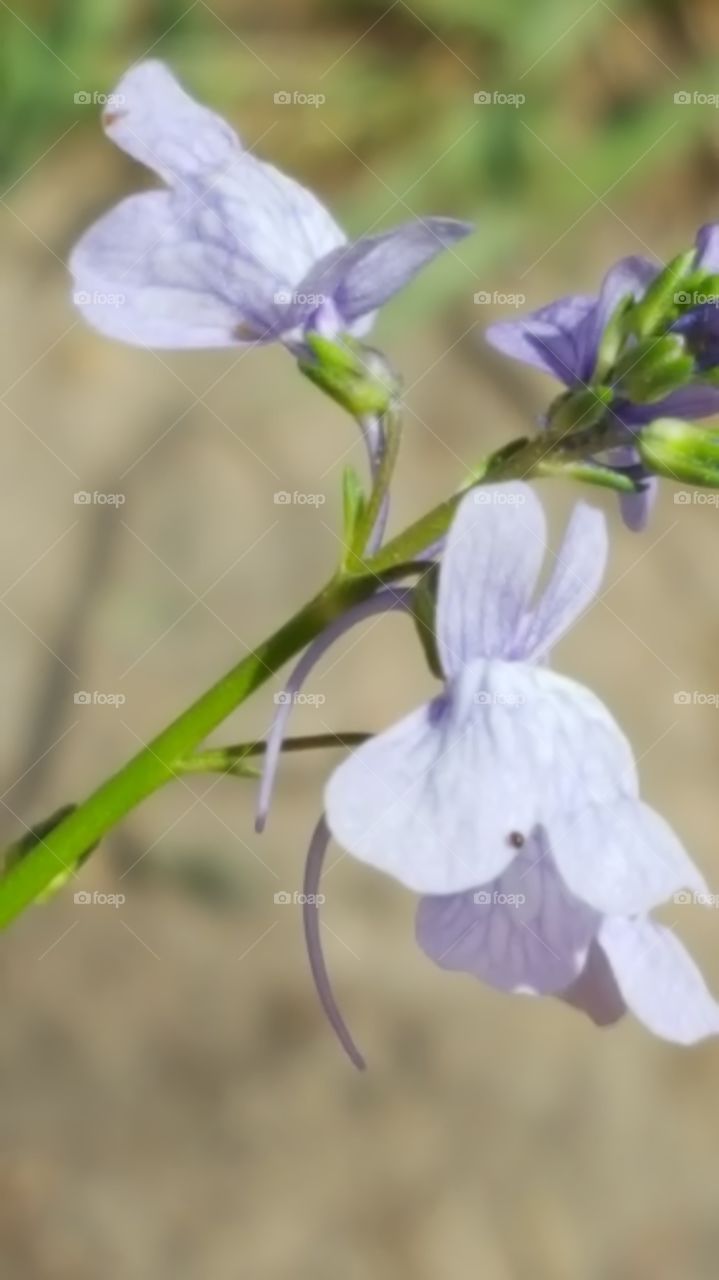 new purple flowers