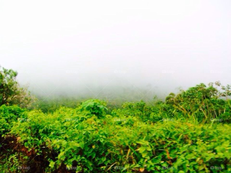 Misty . Grenada 