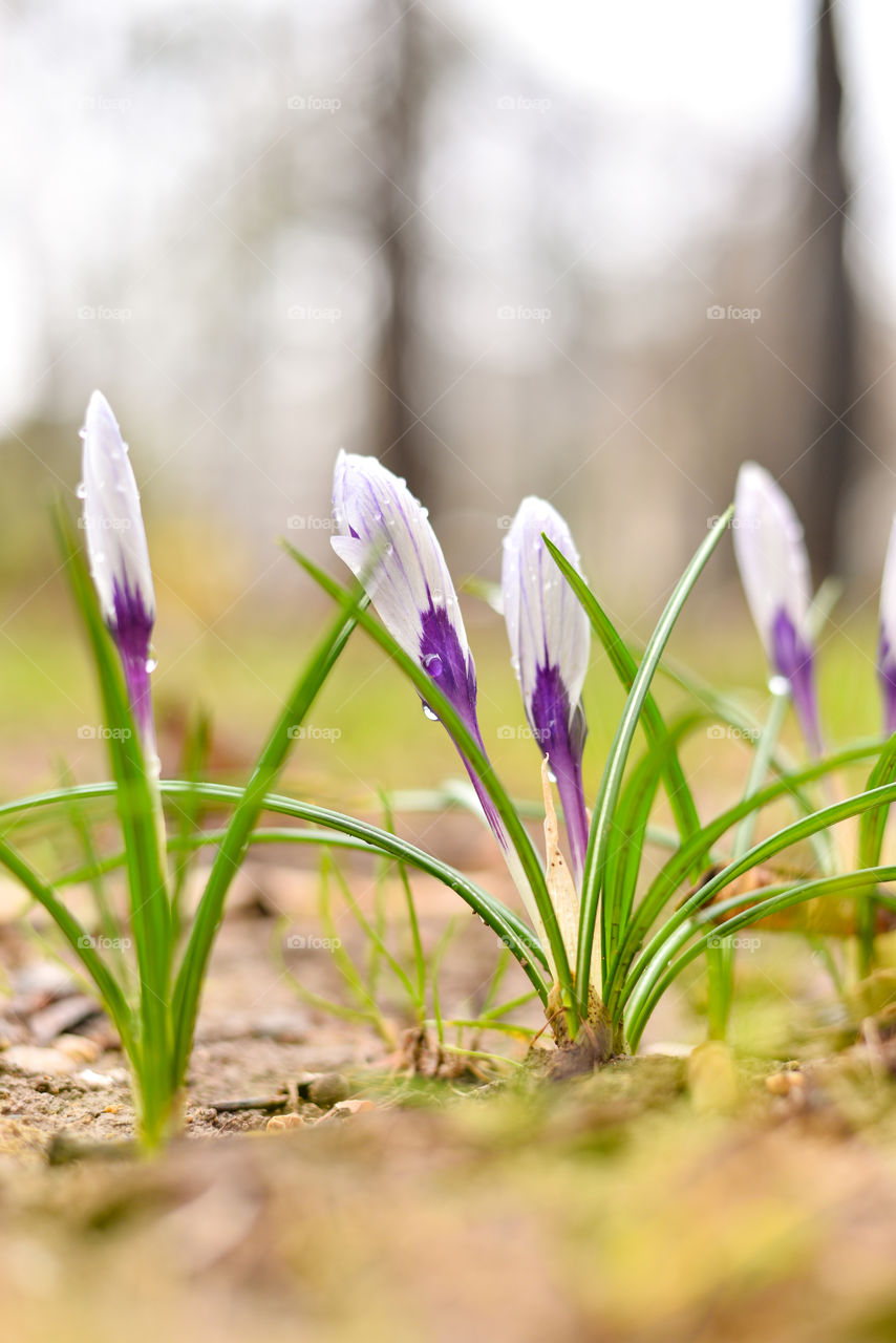 Close-up of crocus flower blooming