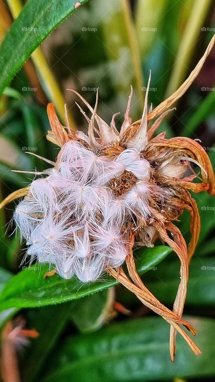 close-up of a dying flower