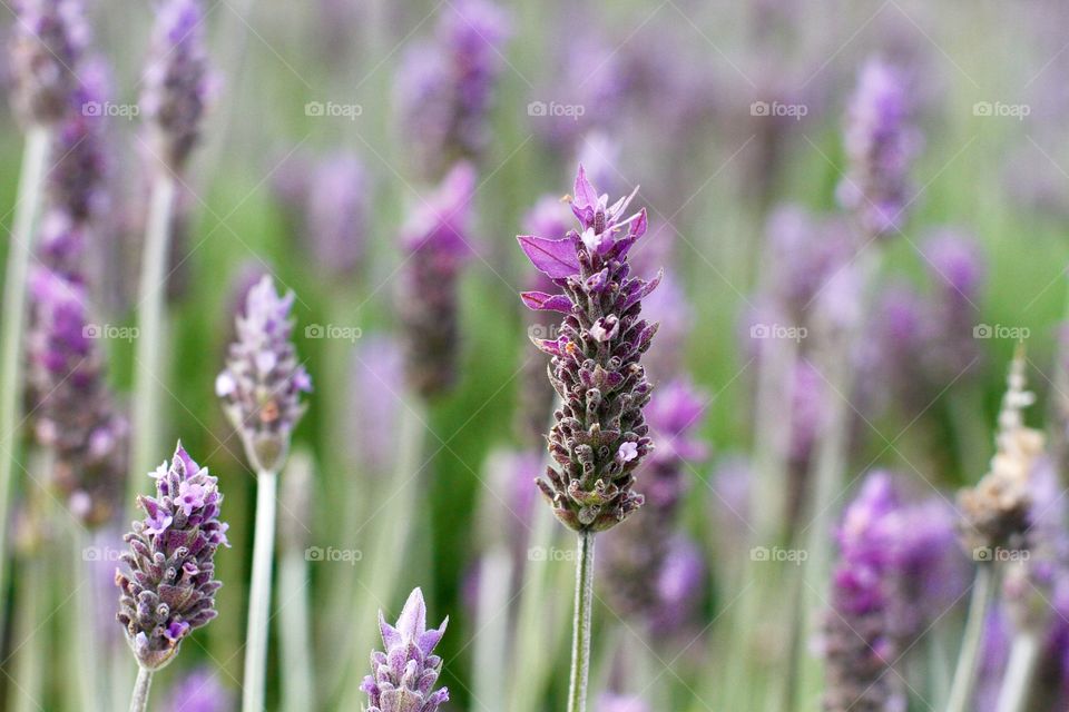 lavender