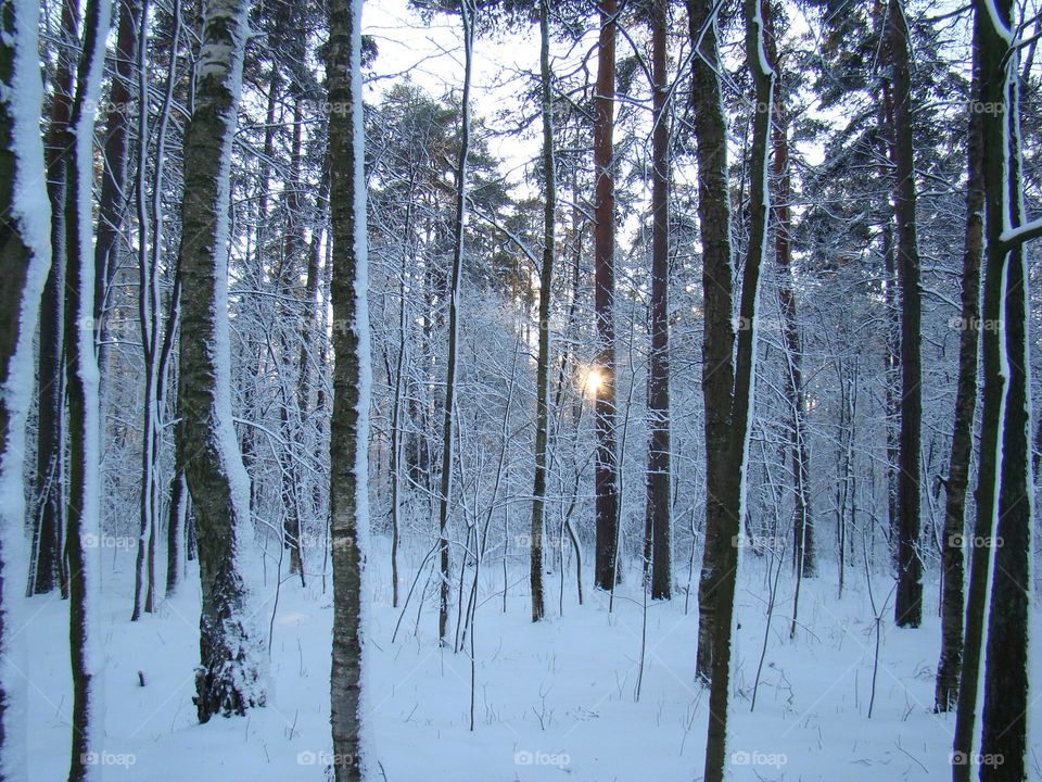 Winter landscape in the forest ❄️❄️❄️