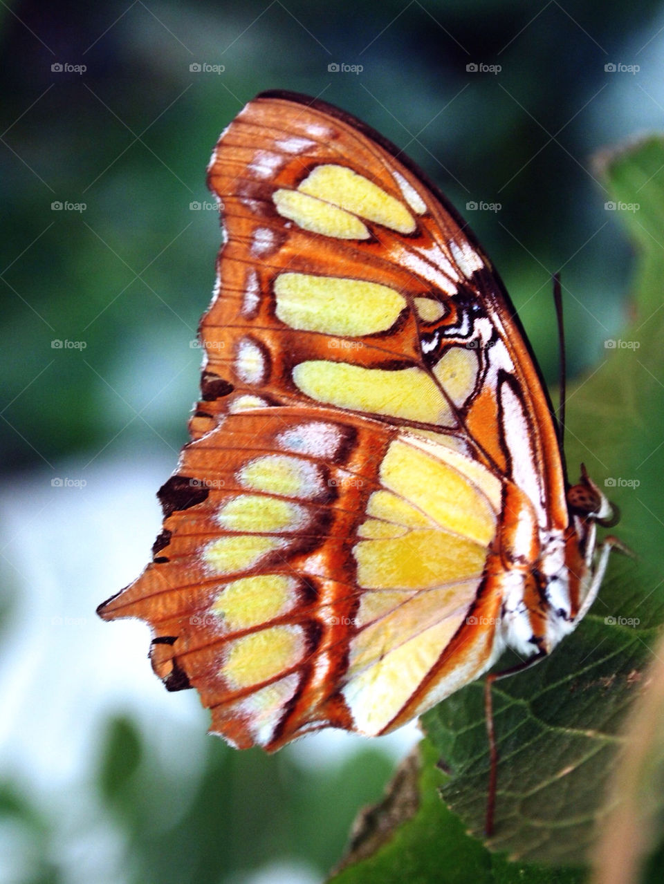 nature orange butterfly yelliw by jeratan