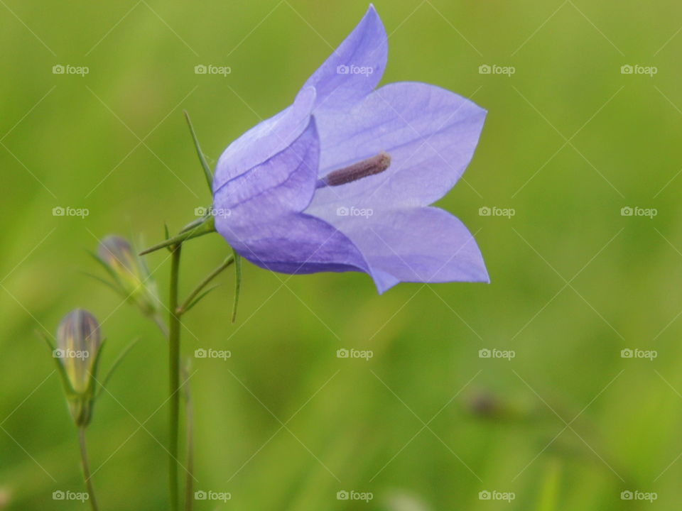 beautiful flower in the garden