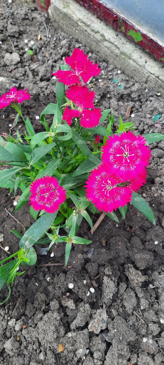 полевые цветы  цветы розовые красота природа