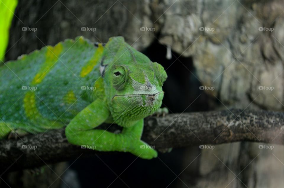 Iguana