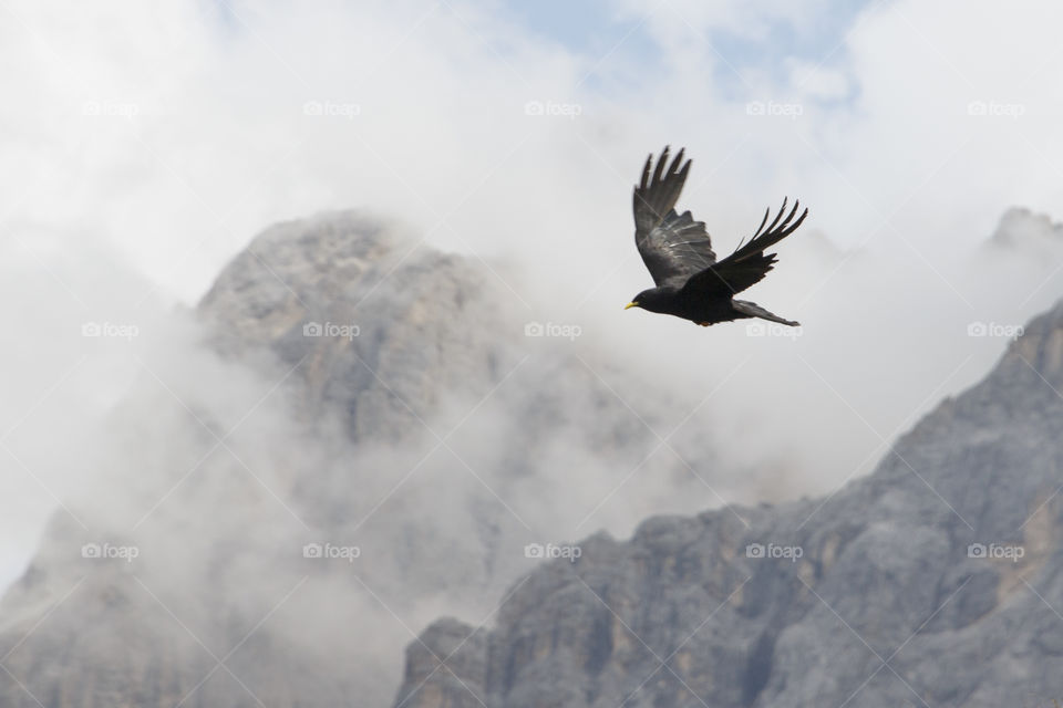 Bird flying in the mountains
