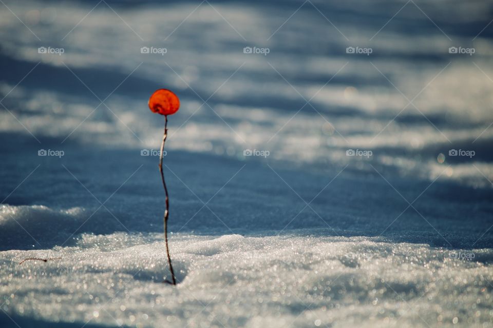 Winter’s lone survivor 