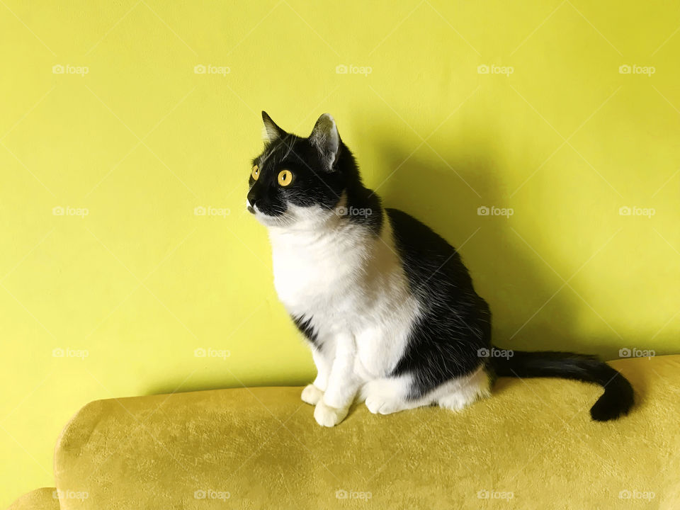 Cute cat with yellow eyes on sofa at home 