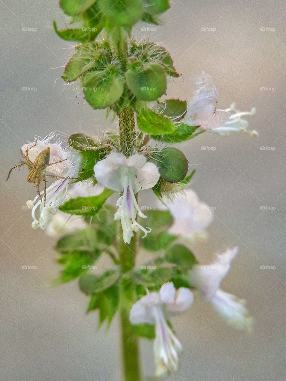 In Indonesia we call this flower as cat moustache