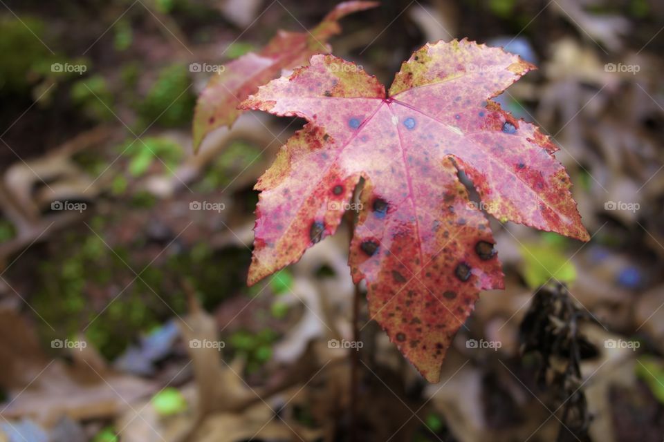 Red leaf, autumn 
