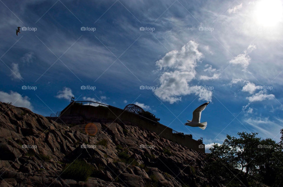 sky bird flight seagull by razornuku