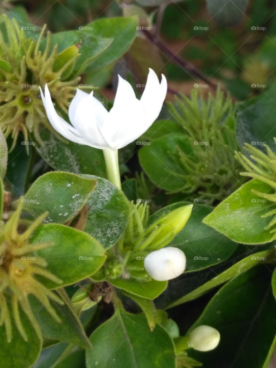 Jasmine natural flowers