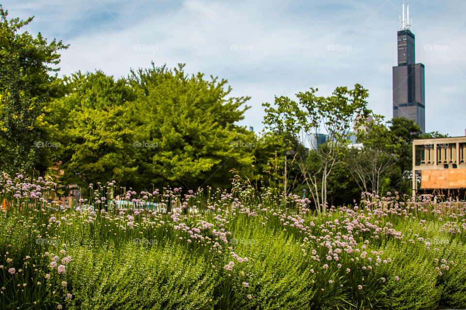 garden