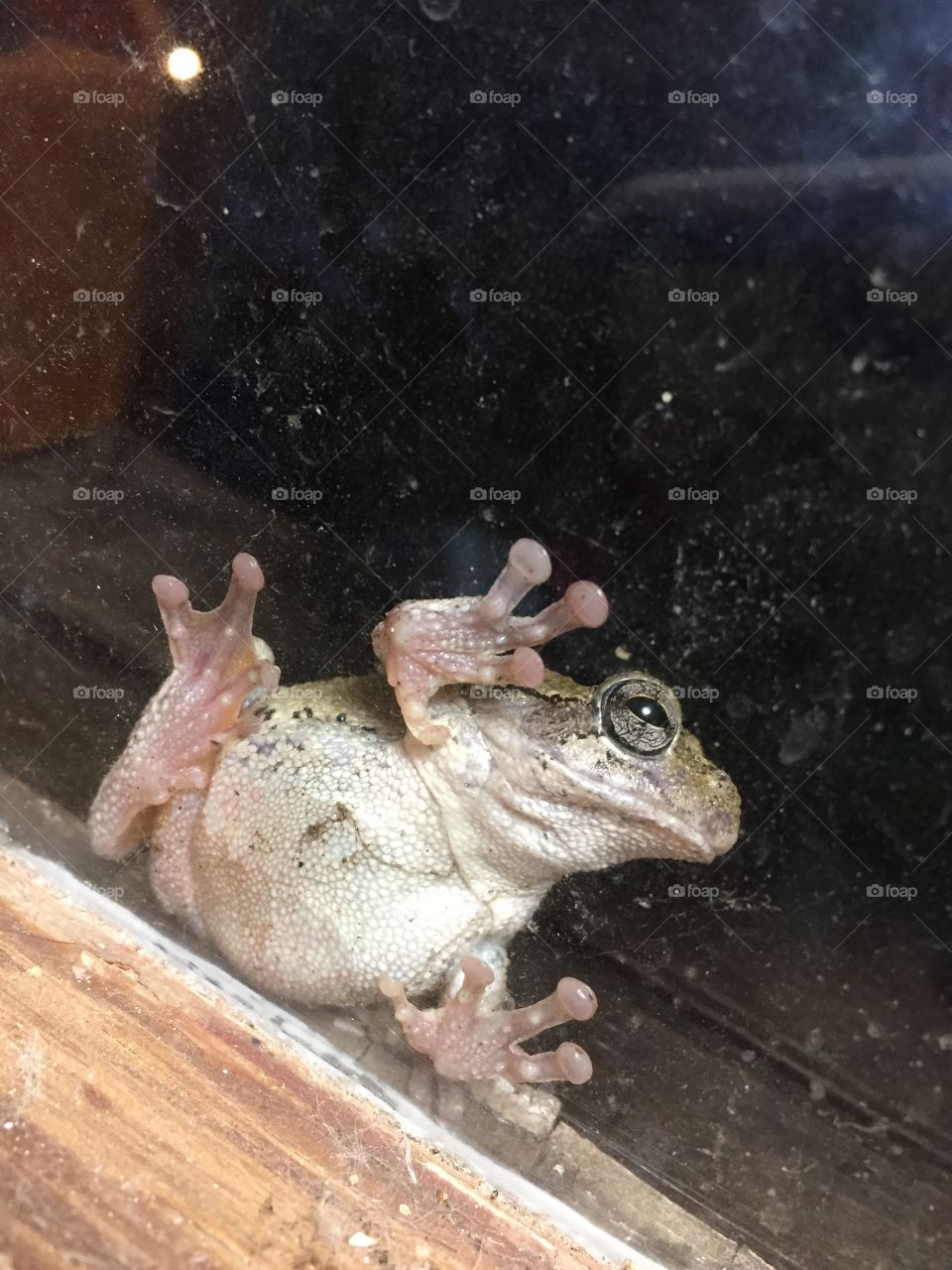 Curious tree frog
