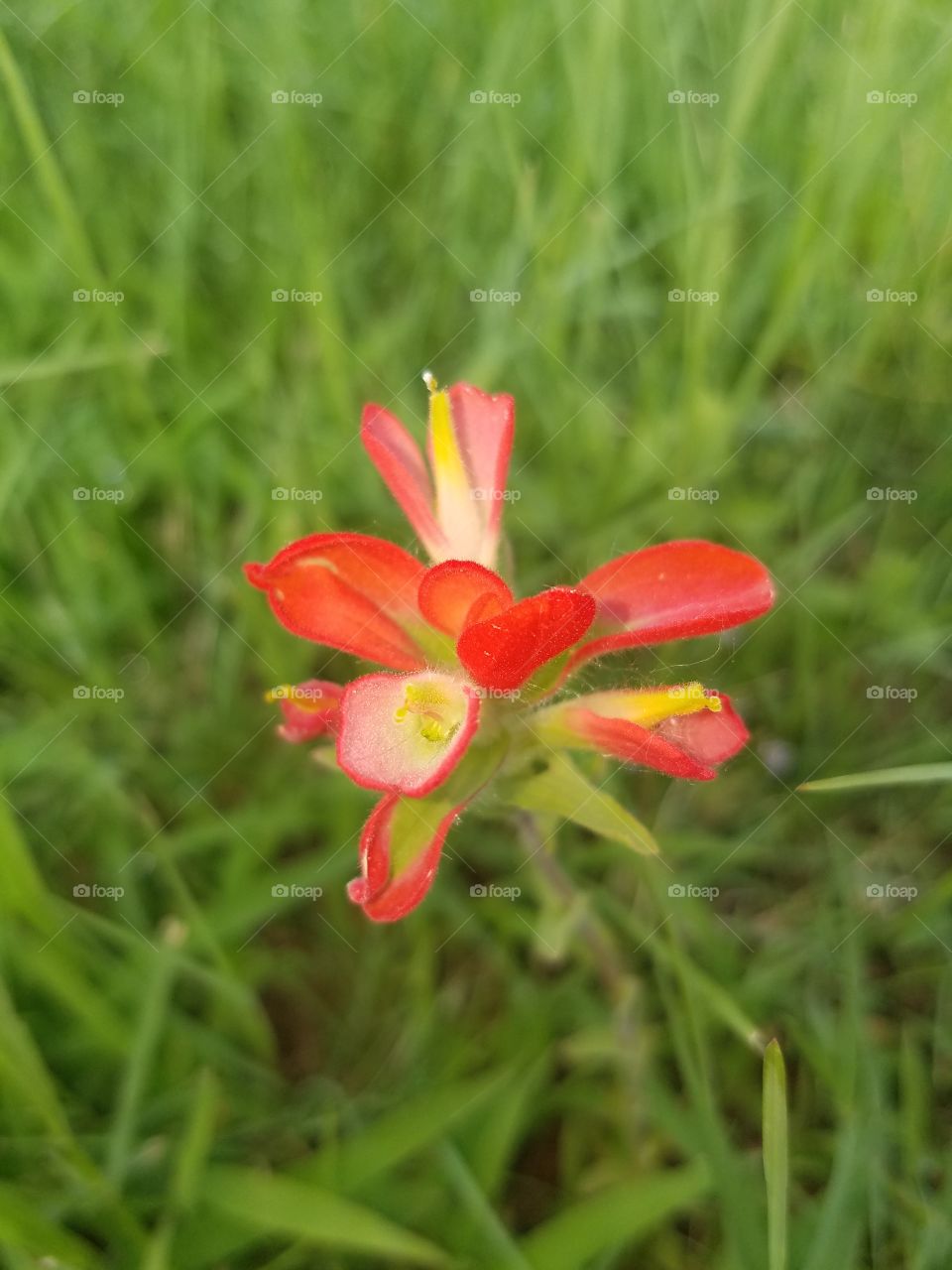 Wildflower  (Galaxy S7)
