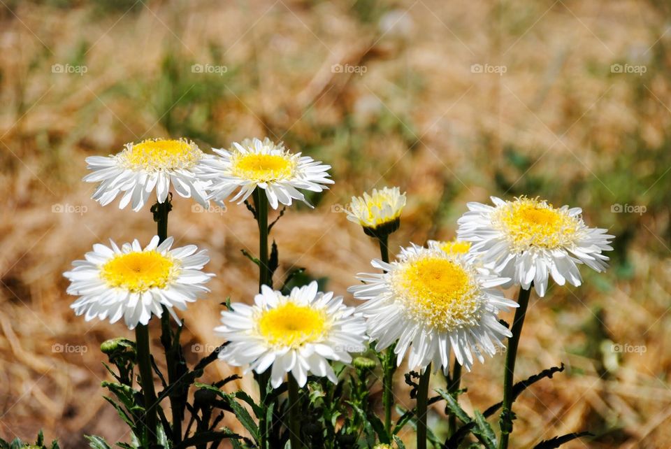 Daisys Distinctively Displayed Against a Blurred Background