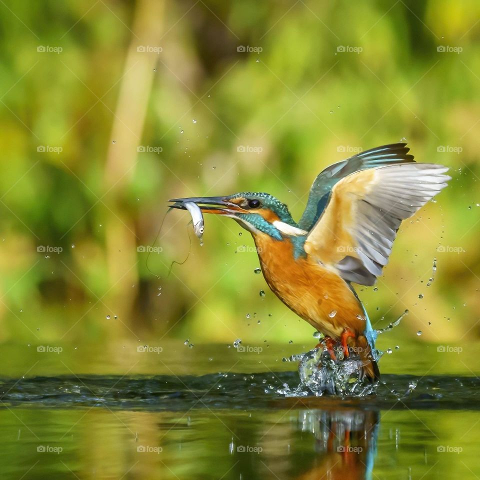 Kingfisher hunting