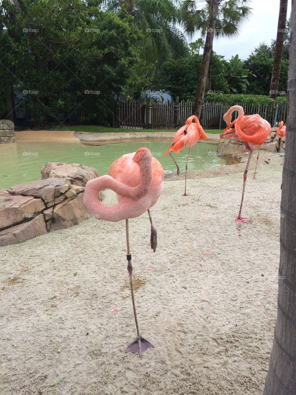 Flamingo stand